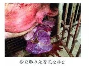 仔猪补硒中毒(仔猪补硒中毒)-硒宝网