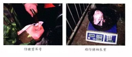 仔猪补硒中毒(仔猪补硒中毒)-硒宝网