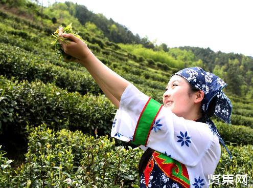 安康富硒茶产业发展现状、优势、难题及对策