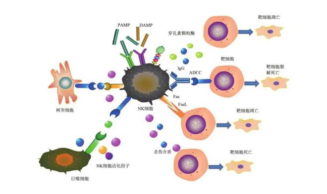 补硒防癌视频