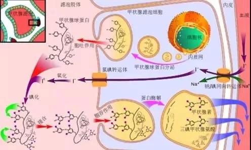 甲状腺疾病高发，到底该如何防治？这次专家终于讲清楚了……