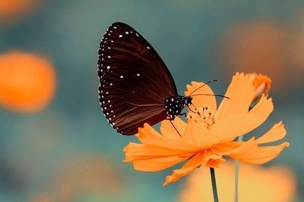 脸有痘痘缺维生素b吗-脸有痘痘怎么解决