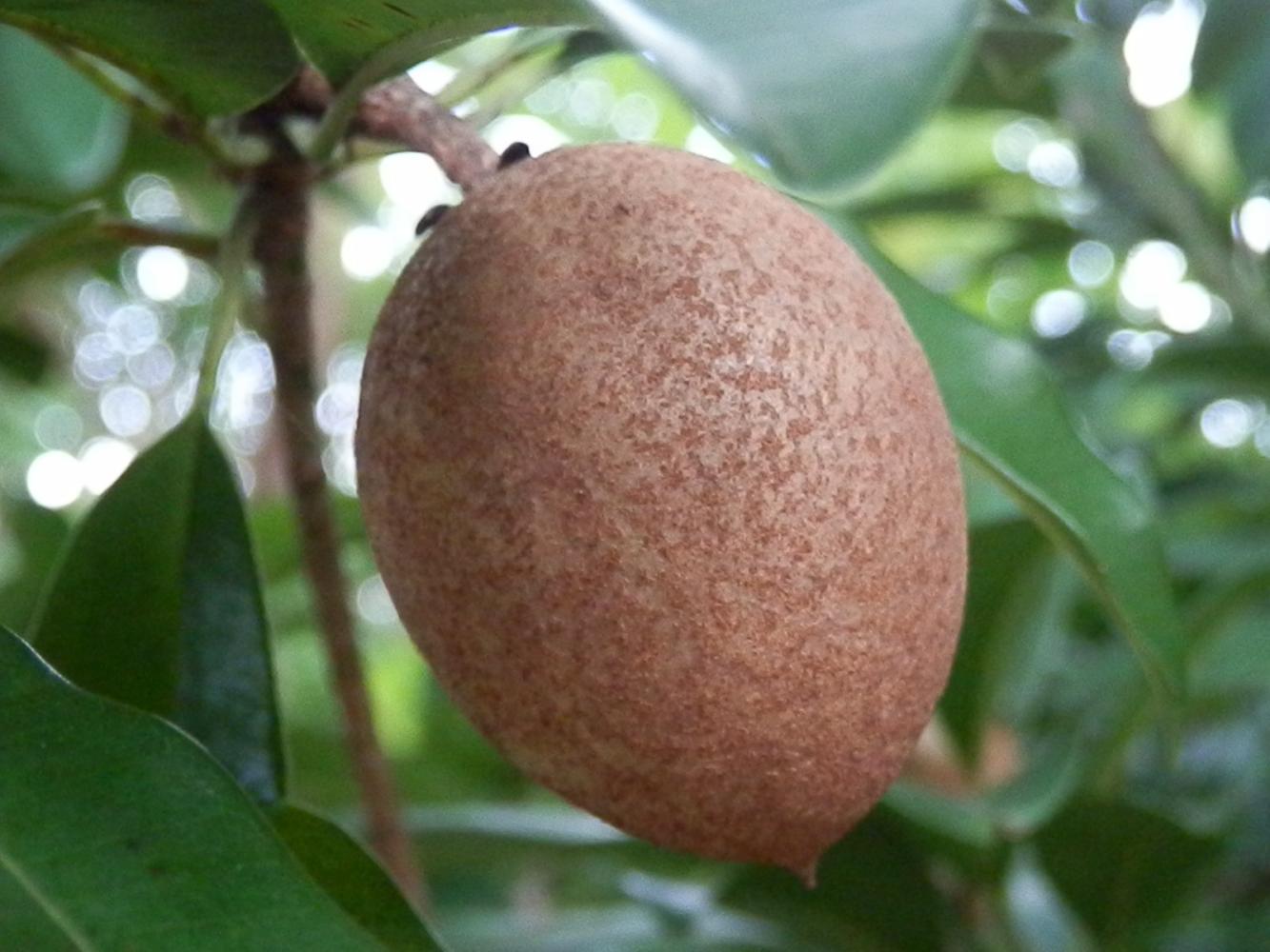 补硒保护牙齿（硒牙齿）-硒宝网