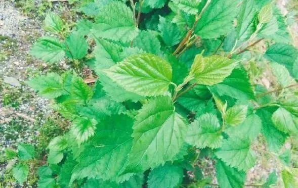 补硒治疗花眼(硒与眼?。?硒宝网