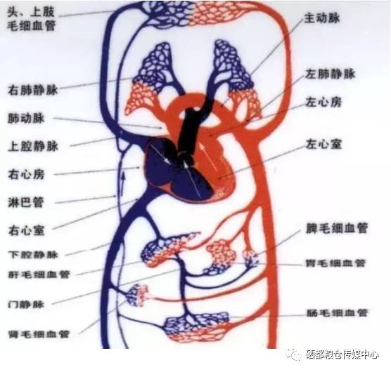 补硒乳腺结节