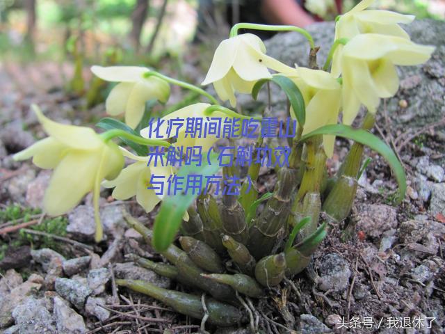 化疗期间能吃霍山米斛吗