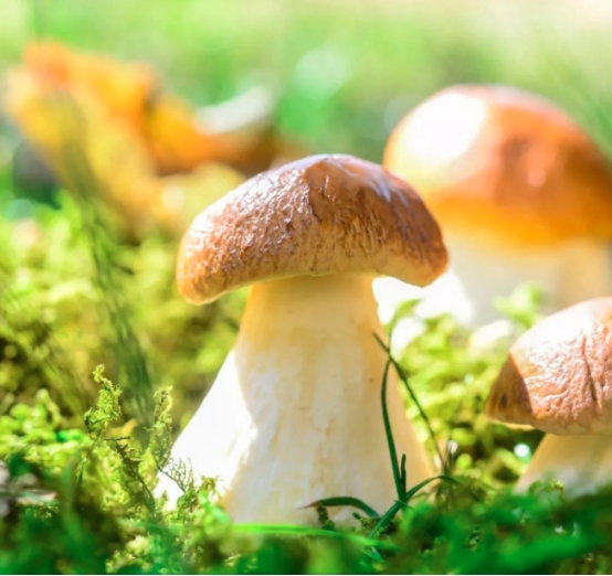 硒是抵抗癌症、提高免疫力的必需元素！吃哪些食物能补充？告诉您