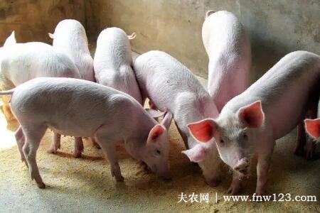 仔猪补硒过敏