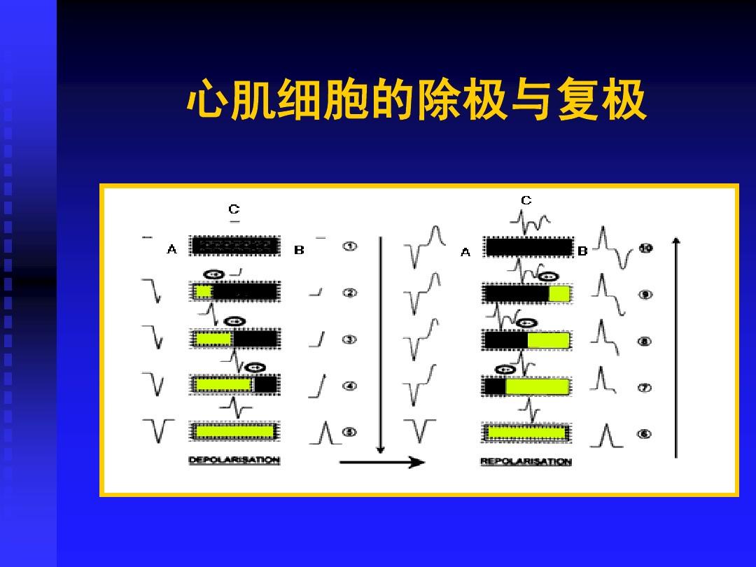 最新补硒机制