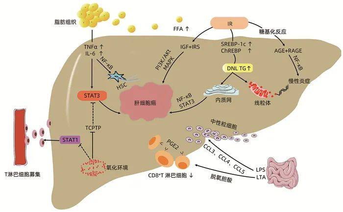 补硒对冠心病