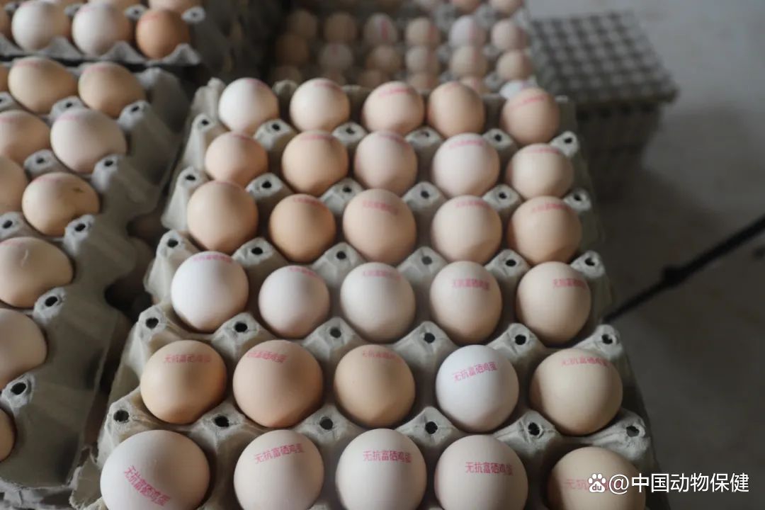 小鸡能补硒吗(补硒能预防什么疾病)-硒宝网