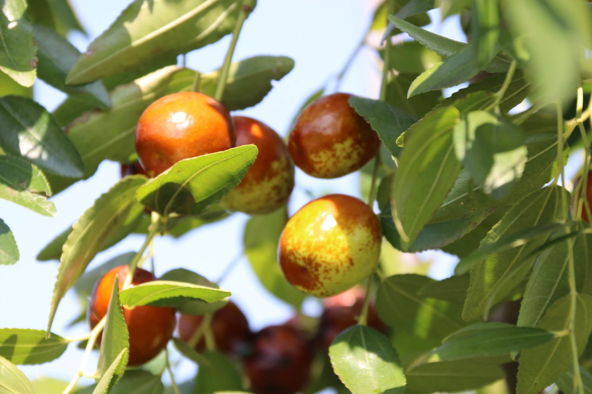 吃枣子补硒吗(补硒对失眠有好处吗)-硒宝网