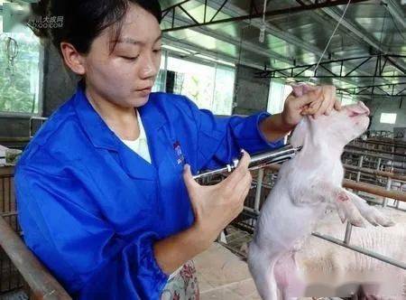 给猪打补硒针