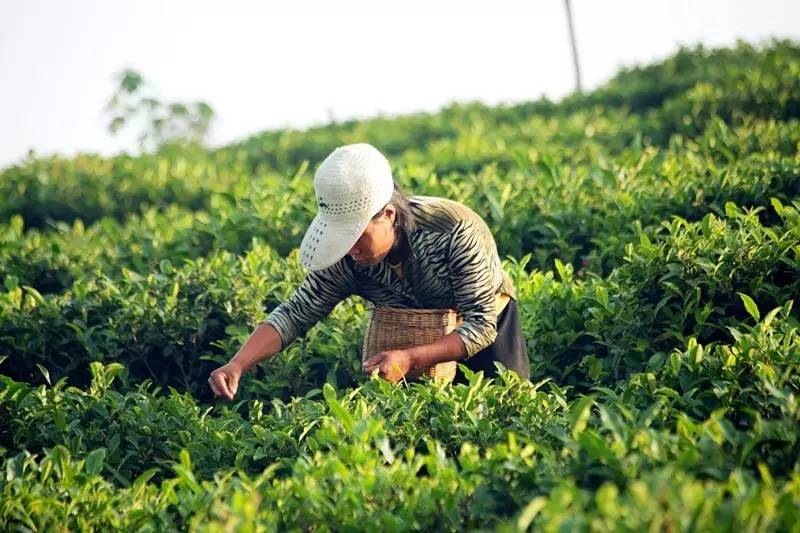 最好的富硒茶