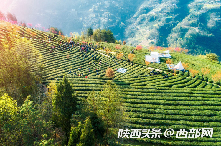 紫阳富硒茶节