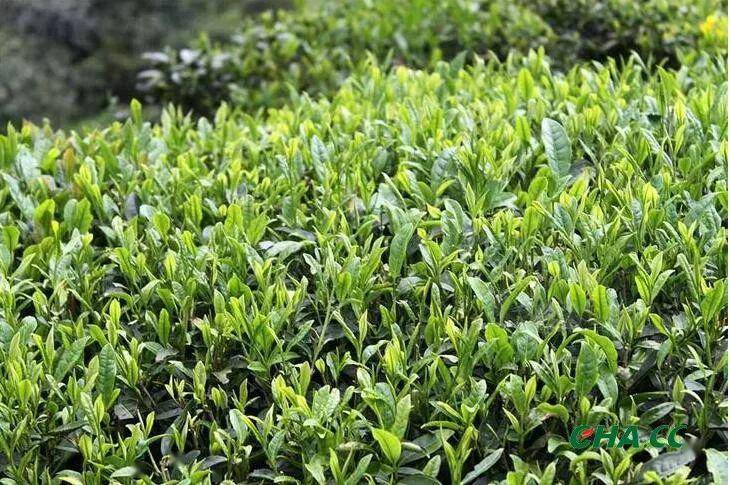 富硒茶 皮炎