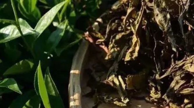 黑茶养生疗疾辨析