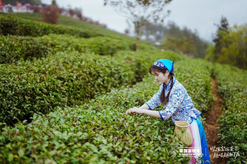 富硒茶铁观音