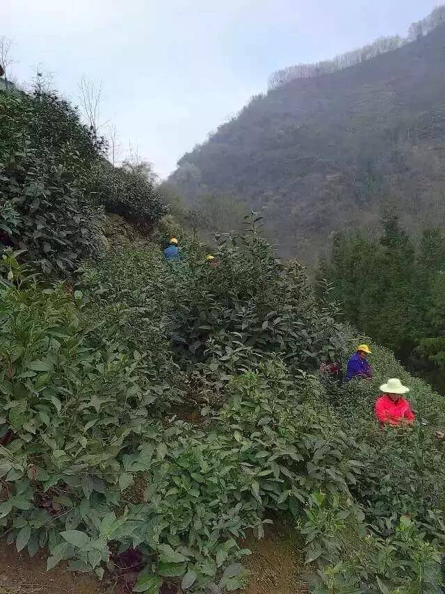 紫阳富硒茶铺