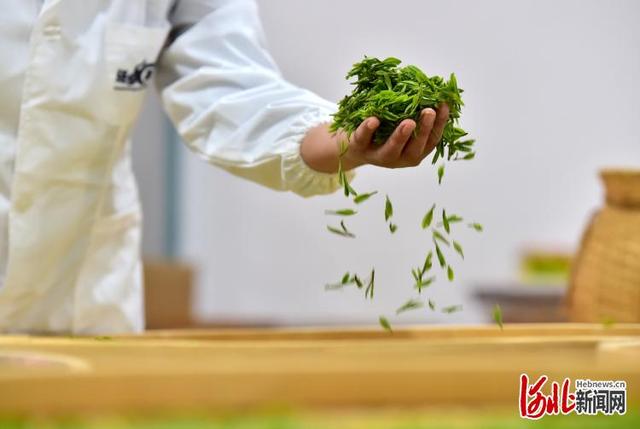 紫阳富硒茶地(紫阳富硒茶山)-硒宝网