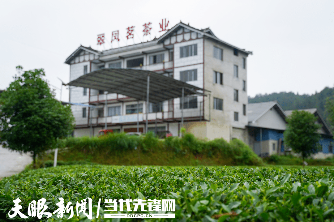 青州富锌硒茶