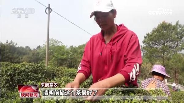 巴东的富硒茶