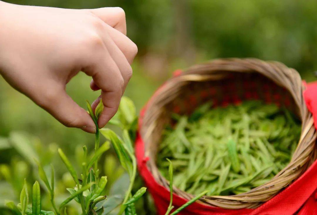 雾阳春富硒茶