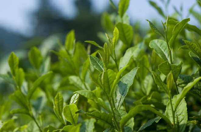 雾阳春富硒茶
