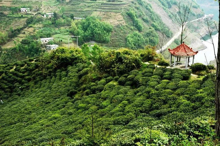 阿紫阳富硒茶