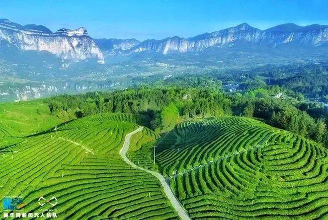 巴东红富硒茶