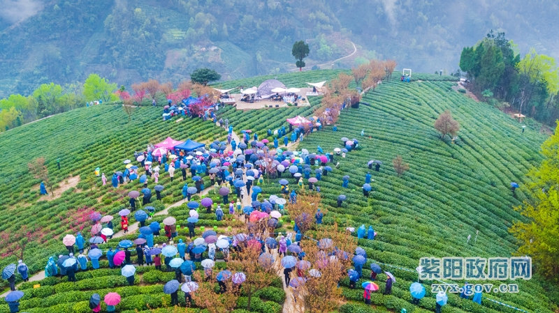 安康富硒茶区