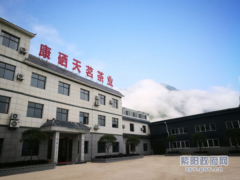 喝紫阳富硒茶