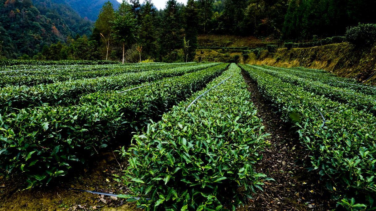 难得的富硒茶