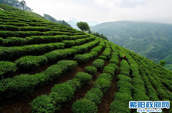 紫阳富硒茶价