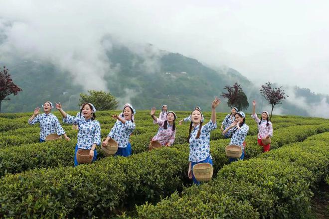 文笔山富硒茶