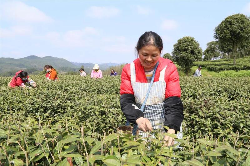 池州富锌硒茶