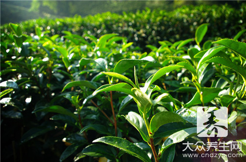 富硒绿茶的功效与作用？