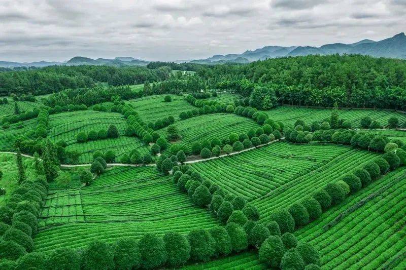 凤冈锌硒富茶