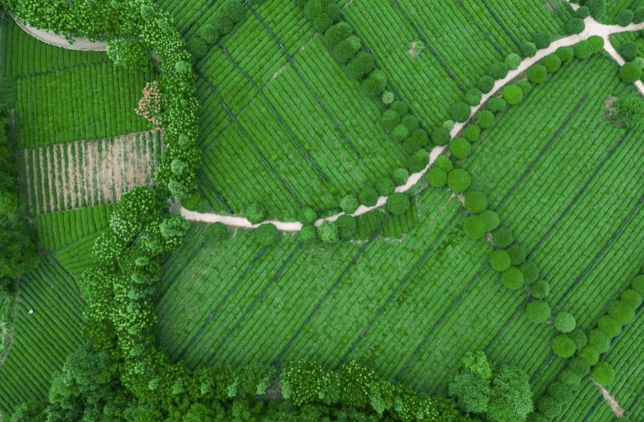 凤冈锌硒富茶