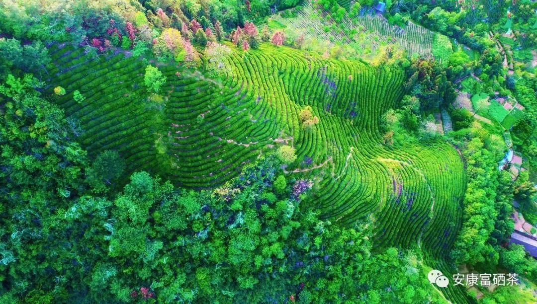 汉水韵富硒茶