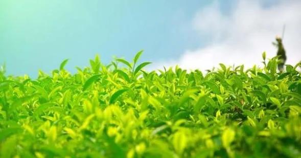 哪个富硒茶好(硒茶和富硒茶区别)-硒宝网