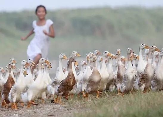 富硒藤茶颗粒