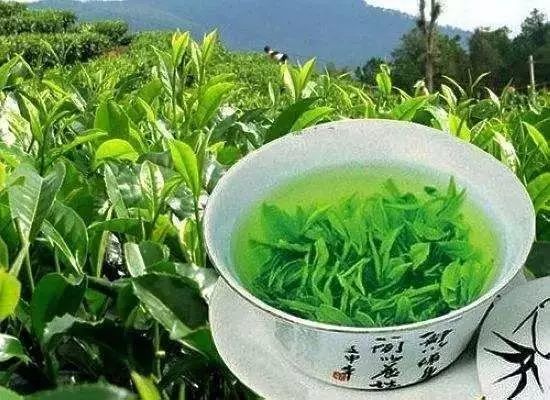 富硒藤茶颗粒