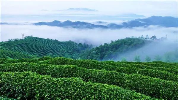 富硒茶 蒿坪