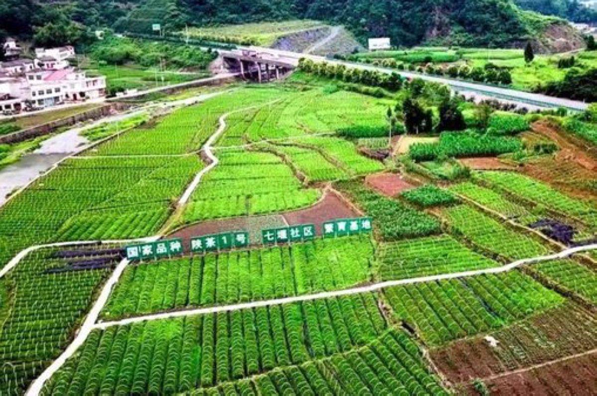 大竹园富硒茶