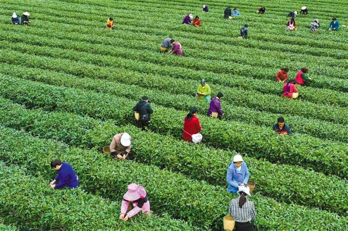 大竹园富硒茶