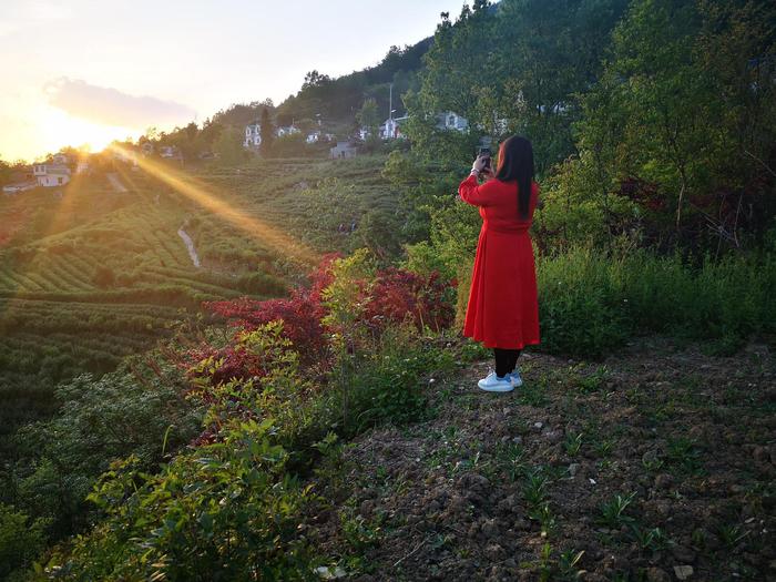 五一去哪玩？陕茶代言人带你到安康 了解茶文化