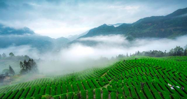 富硒茶配什么