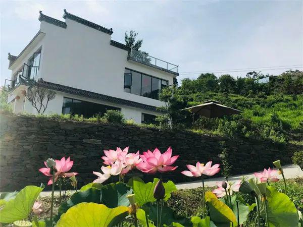 芭蕉县富硒茶