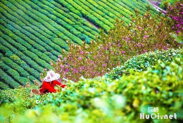 走进紫阳富硒茶观光园，赏茶艺、品仙毫、听民歌，与大自然融为一体，如入仙境